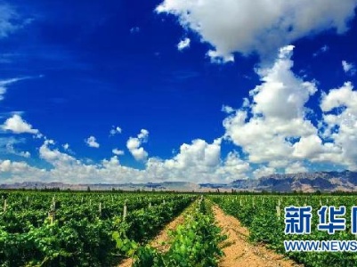 贺兰山东麓觅酒香|宁夏农垦葡萄酒产业新发展格局初步形成