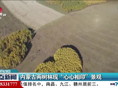 内蒙古两树林现“心心相印”景观