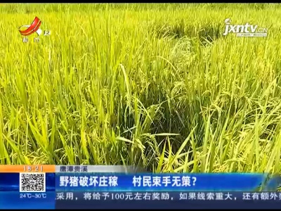 鹰潭贵溪：野猪破坏庄稼 村民束手无策？