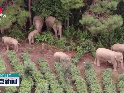 云南北移亚洲象群转入属地常态化管理