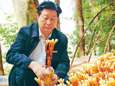 心心念念的，永远是菌草