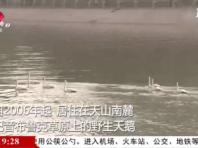 新疆库尔勒：中秋天鹅归