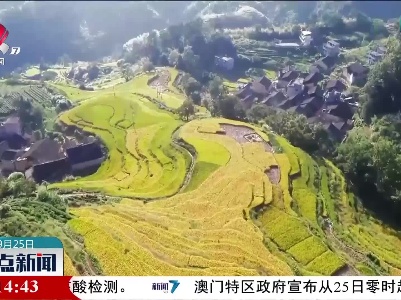 福建寿宁：稻田飘香 醉美秋色