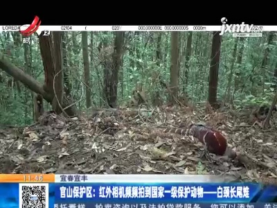 宜春宜丰·官山保护区：红外相机频频拍到国家一级保护动物——白颈长尾雉