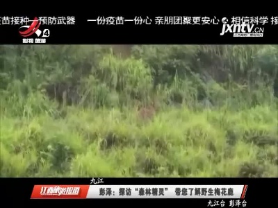 彭泽：探访“森林糖灵”带您了解野生梅花鹿