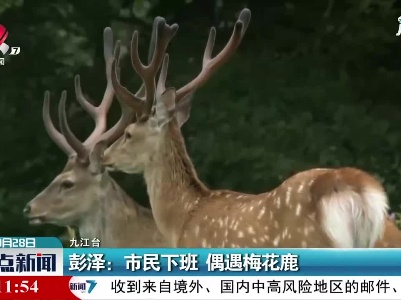 彭泽：市民下班 偶遇梅花鹿