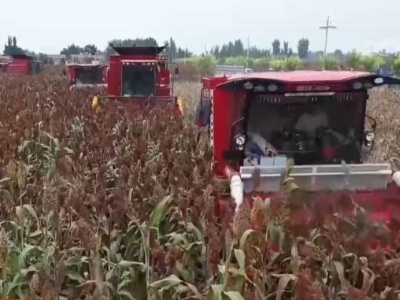 【丰收中国】河北景县：10万亩红高粱映红脱贫致富路 