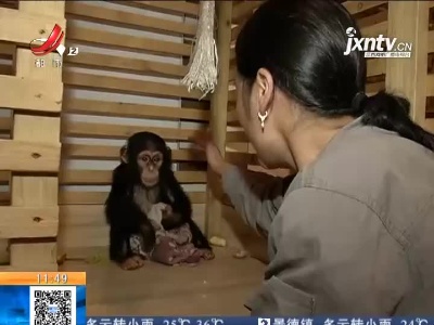 南昌-上海：优化种群 猩猩互换