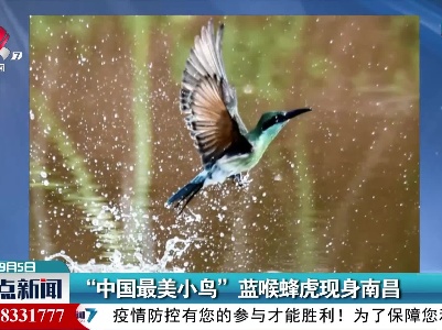 “中国最美小鸟”蓝喉蜂虎现身南昌