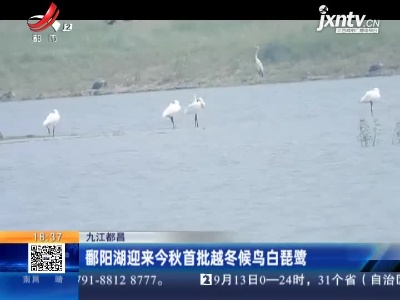 九江都昌：鄱阳湖迎来今秋首批越冬候鸟白琵鹭