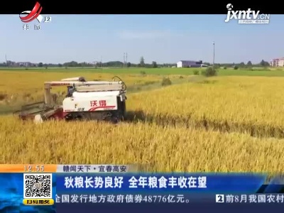 【赣闻天下】宜春高安：秋粮长势良好 全年粮食丰收在望