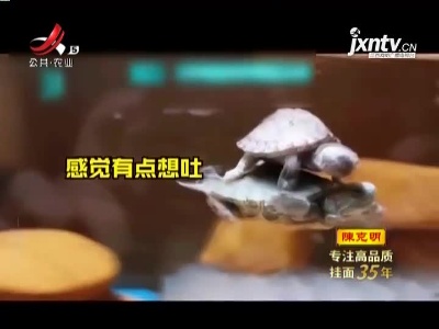 机智！ 小乌龟偷懒骑大乌龟背上游泳