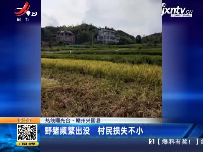 【热线曝光台】赣州兴国县：野猪频繁出没 村民损失不小