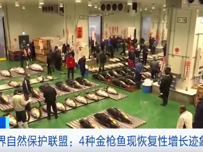 拉响警报！“濒危物种红色名录”公布！长颈鹿也会悄无声息地灭绝？