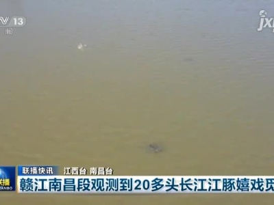 赣江南昌段观测到20多头长江江豚嬉戏觅食