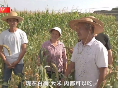 天天学习丨总书记与陕北老乡聊到的“糜子”是啥？ 