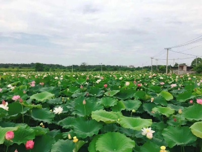 【江西是个好地方—天下英雄城】致力富民兴村 接续乡村振兴