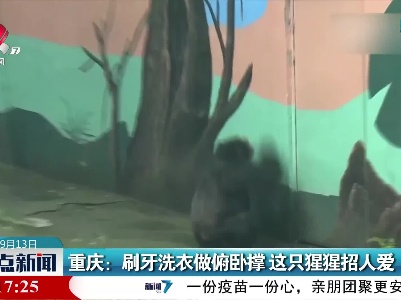 重庆：刷牙洗衣做俯卧撑 这只猩猩招人爱
