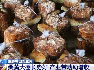 丰收节里看丰收 | 吉林和龙桑黄大棚长势好 产业带动助增收