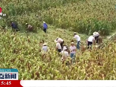 贵州仁怀：28万亩“订单高粱”喜迎丰收