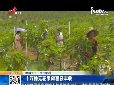 【赣闻天下】抚州临川：十万株无花果树喜获丰收