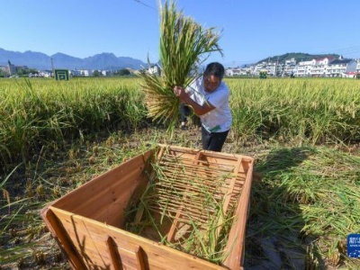 “庆丰收 共富裕”美丽乡村举办稻田趣味运动会