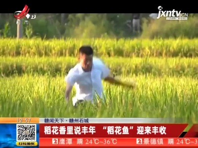 【赣闻天下】赣州石城：稻花香里说丰年 “稻花鱼”迎来丰收