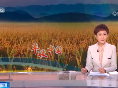 【丰收中国】福建：千亩梯田水稻成熟 15.3万亩杂交水稻种子喜获丰收 