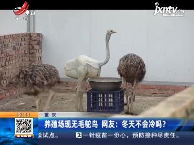 重庆·养殖场现无毛鸵鸟 网友：冬天不会冷吗？