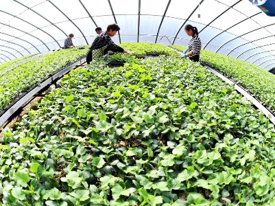 近期菜价缘何持续走高？多部门回应社会关切