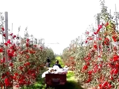 【祖国颂·美丽中国】陕西洛川：粉嫩苹果挂枝头 果农增收有盼头