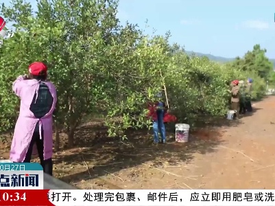 新干：8万亩油茶喜获丰收