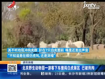 北京野生动物园一游客下车擅闯白虎展区 已被刑拘
