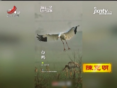 鄱阳湖白鹤保护案例入选“生物多样性100+全球典型案例”