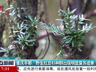 重庆丰都：野生红豆杉种群出现明显复苏迹象