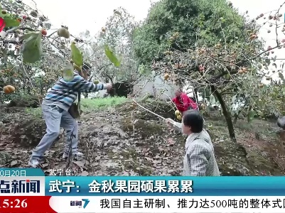 武宁：金秋果园硕果累累