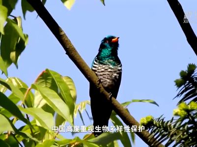 微纪录片 | 万物共生