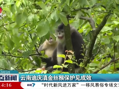 云南迪庆滇金丝猴保护见成效