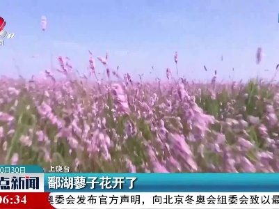 鄱湖蓼子花开了
