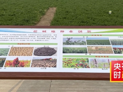 时政现场说丨科技赋能  东营盐碱地上创奇迹