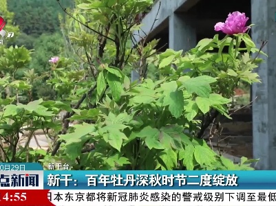 新干：百年牡丹深秋时节二度绽放