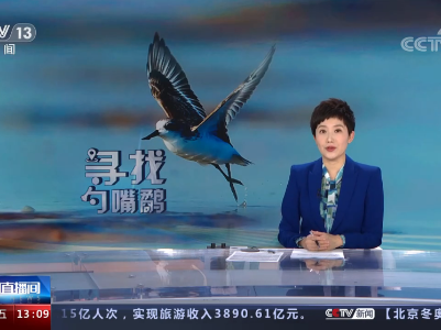 【寻找勺嘴鹬】盐城湿地：勺嘴鹬的“大食堂”“更衣室”