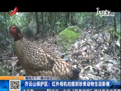 【赣闻天下】赣州崇义·齐云山保护区：红外相机拍摄到珍贵动物生动影像