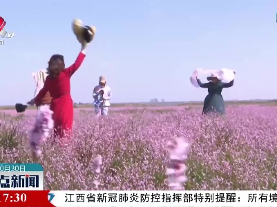 鄱湖蓼子花开了
