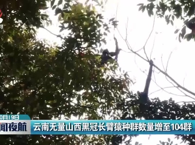 云南无量山西黑冠长臂猿种群数量增至104群