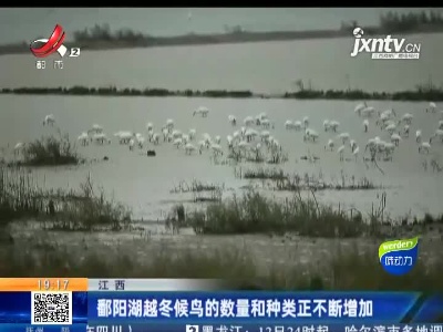 江西：鄱阳湖越冬候鸟的数量和种类正不断增加