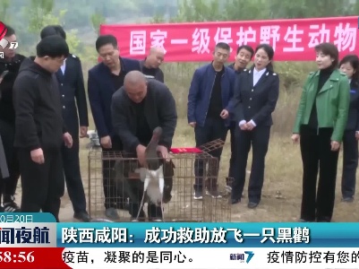陕西咸阳：成功救助放飞一只黑鹳