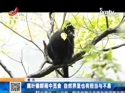 重庆：黑叶猴群雨中觅食 自然界里也有担当与不易