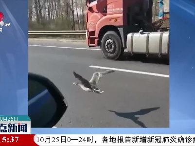 落单大雁高速上贴地飞行 司机纷纷跟随保护