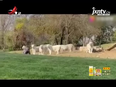 北京野生动物园：游客下车冲向虎群！